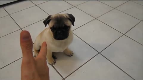 Pug puppy plays dead - He’s all grown up now