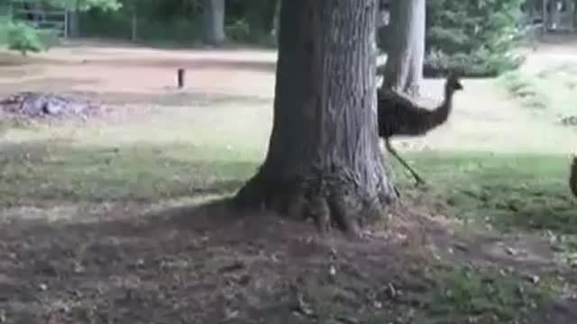 Ostrich and Dog play fetch together very funny