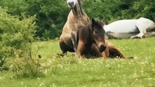 Wild horses sleeping in nature