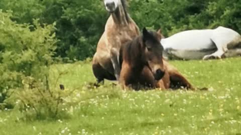 Wild horses sleeping in nature