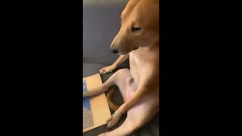 Dog caught seeing P*rn😂