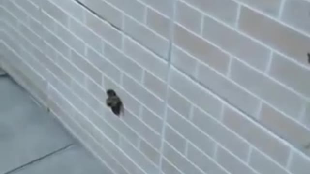 Dog doing the work