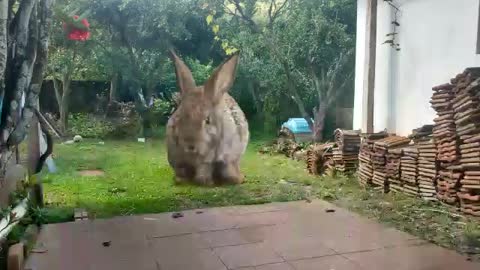 Coelho bem Alimentdado