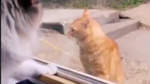 pets funny videos |cute cats funny videos