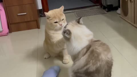 American cats are really good at fighting