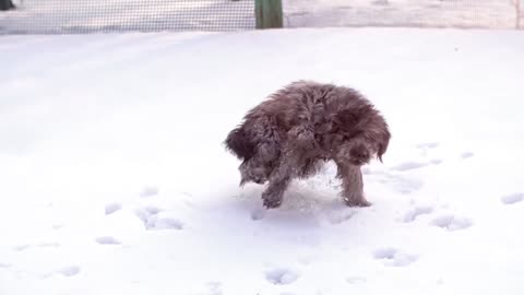 cute dog hhhh