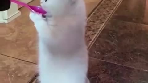 These pets are so amazing 😍😍😍🤩