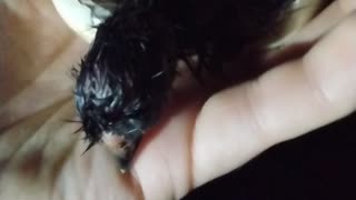 Baby Silkie Chick Hatching In My Hand Part 3