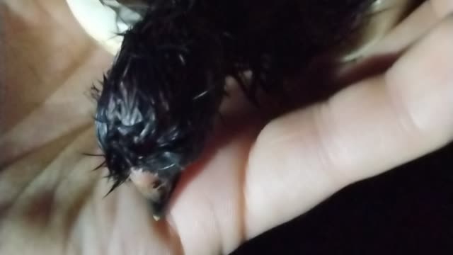 Baby Silkie Chick Hatching In My Hand Part 3