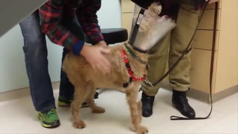 Blind Dog see his owners after surgery | two long years wait