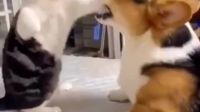 A cat and a dog play with each other in a funny way