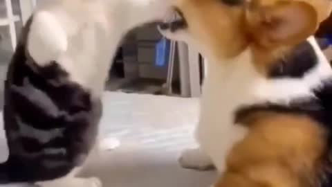 A cat and a dog play with each other in a funny way