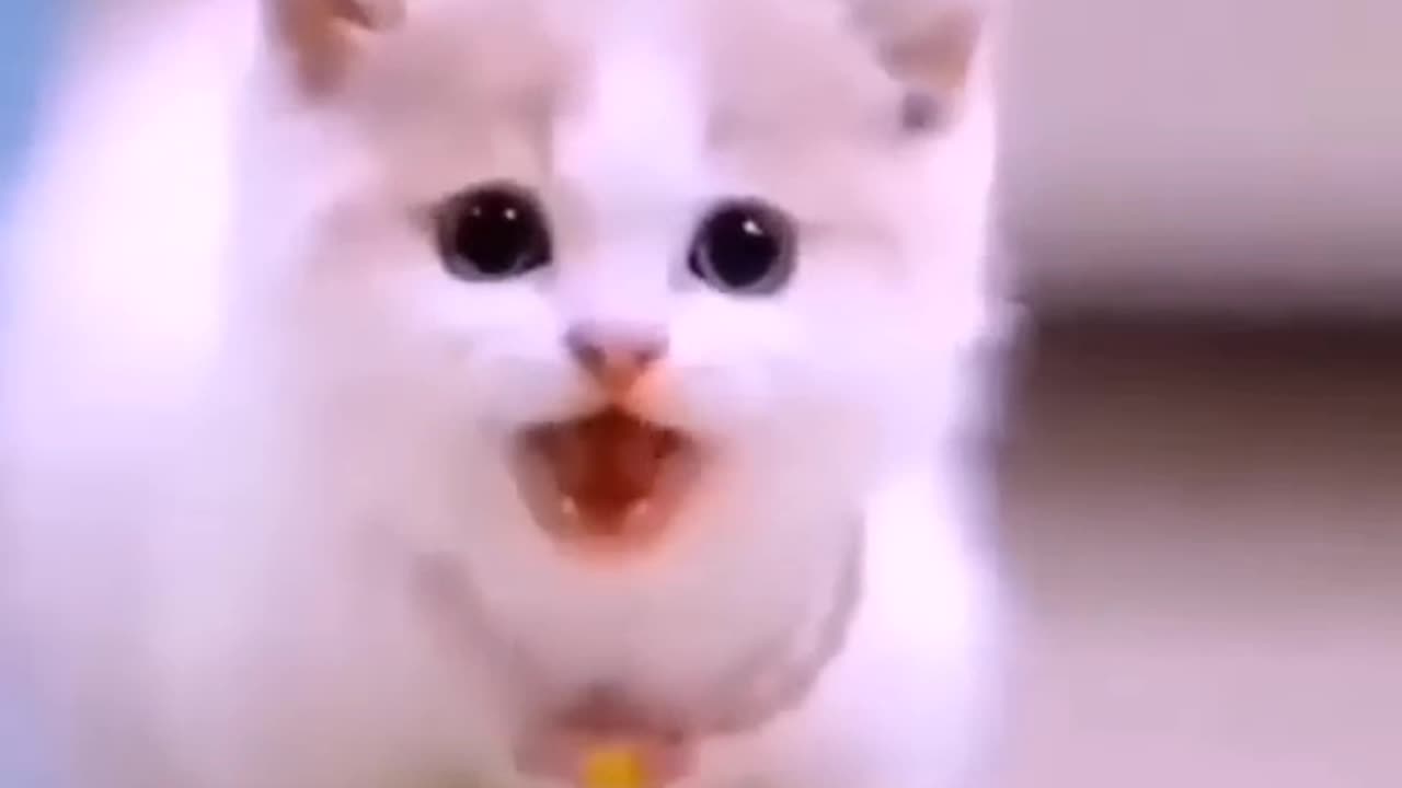 Cute cat video 2023