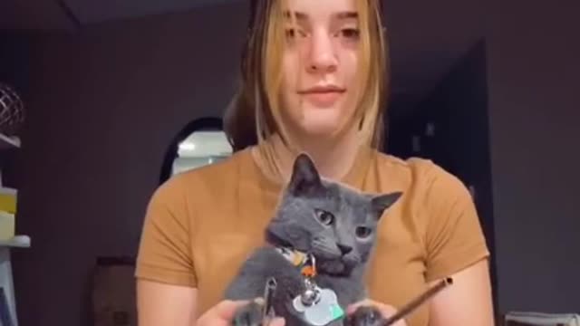 A cute and funny cat playing on glass drums "Blinding lights".