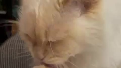 Adorable Rag doll Cat bath time 🤩