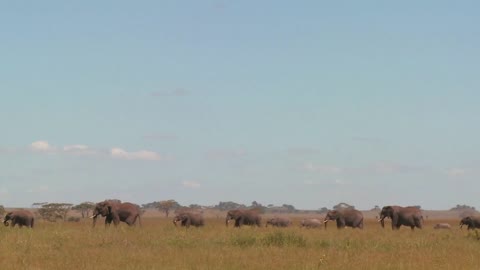 Spectacular shot of elephants migrating across the Serengeti plains