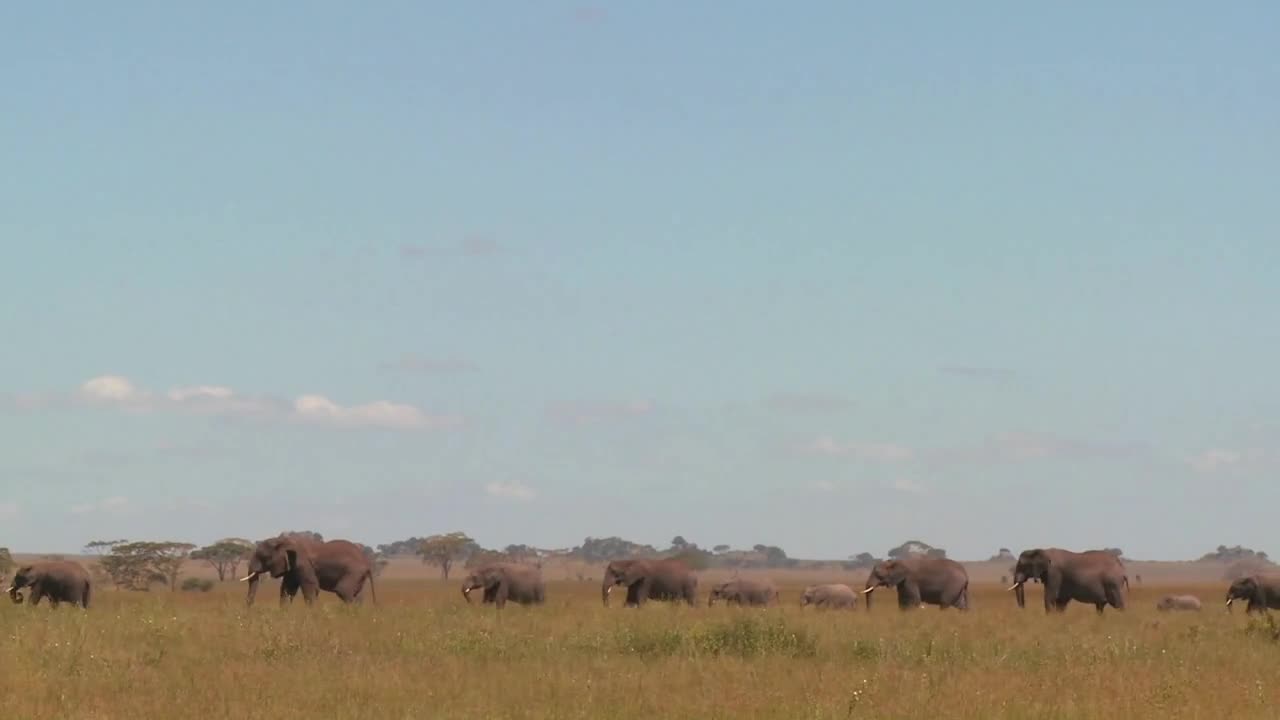 Spectacular shot of elephants migrating across the Serengeti plains