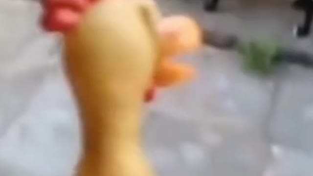 dog reaction 🐕😂😂😂