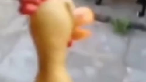 dog reaction 🐕😂😂😂