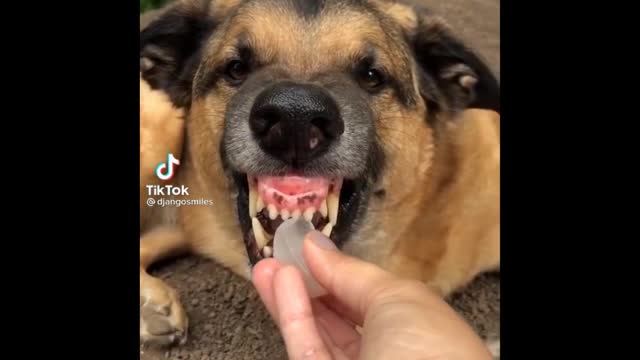 Funniest Animals Funny animal videos cant help but laugh 2021 Cutest Animals Ever