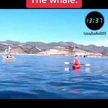 The whale