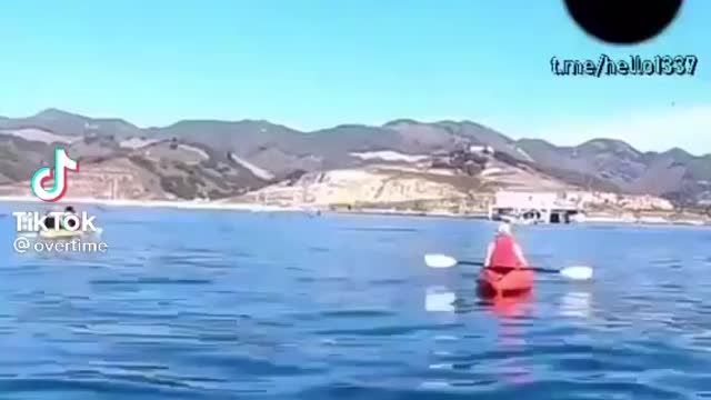 The whale