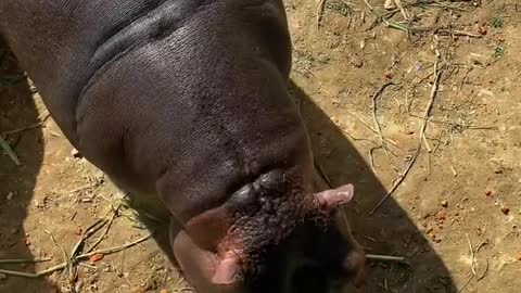 Hippos eat