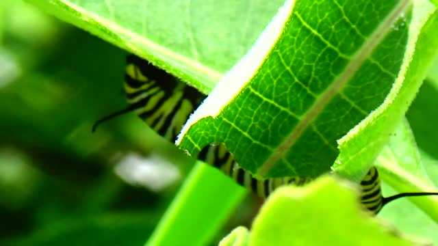 Monarch Butterfly Caterpillar