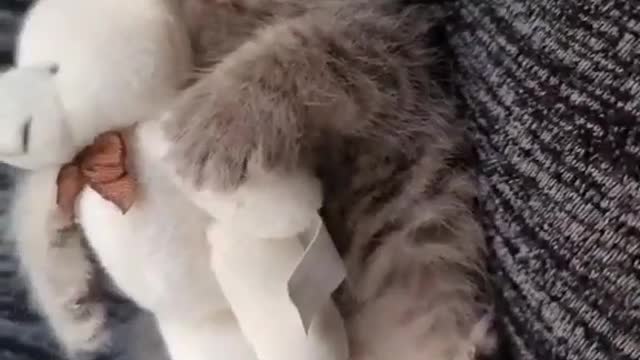 Sweet kitten hugging small teadybear