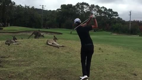 Collab copyright protection - kangroo golf part 2