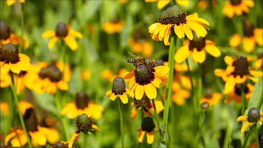 Reina Abeja, puesta de la cría y cuidado de las nodrizas | Dentro de la colmena