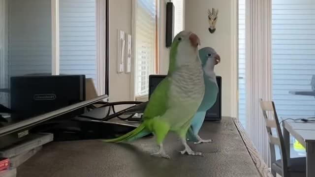 Tow parrots turned around