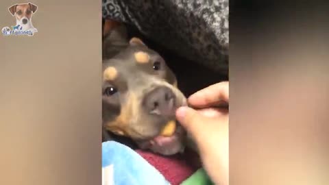 🍕Try not to laugh pets town 🍕