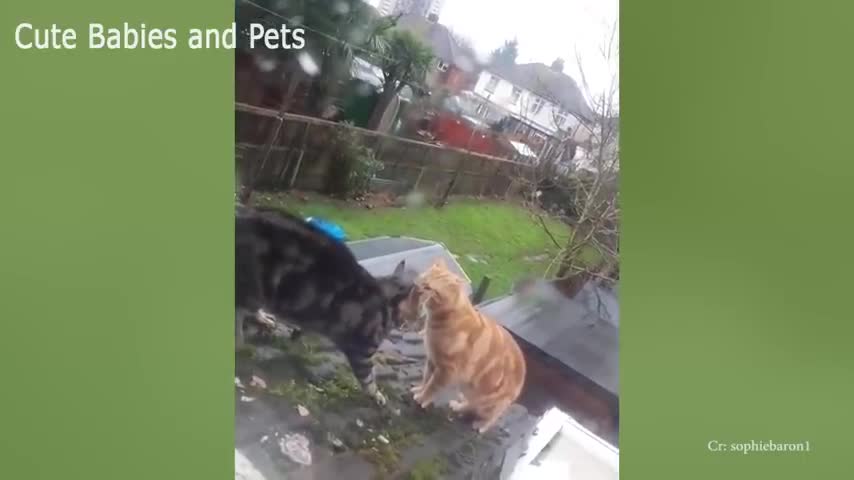 Funny Angry Cat watch Till End