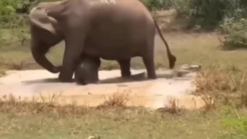 Mother elephant saving her baby