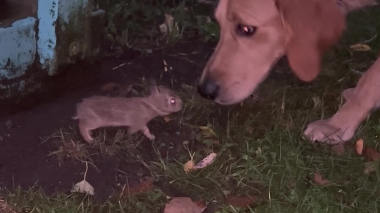 Wild Baby Rabbit Approaches Golden Retriever