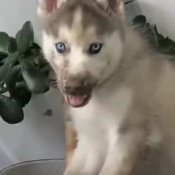 Doggo Got Distracted | Funny Pets | Pets At Home