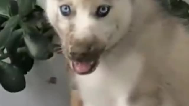 Doggo Got Distracted | Funny Pets | Pets At Home