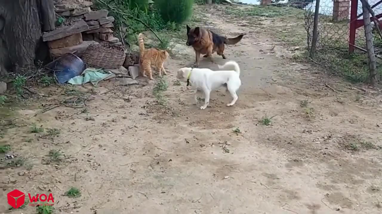 Cats vs Dogs Fights - Funniest Cats And Dogs Videos 😁 Best Funny Animal Videos 2024