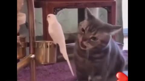 Cat cherishing white dove