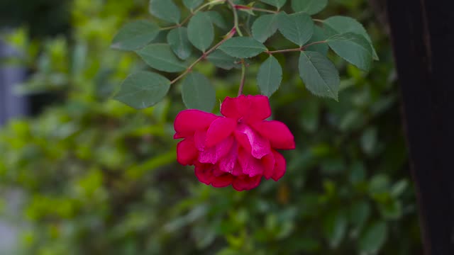 flower rose!