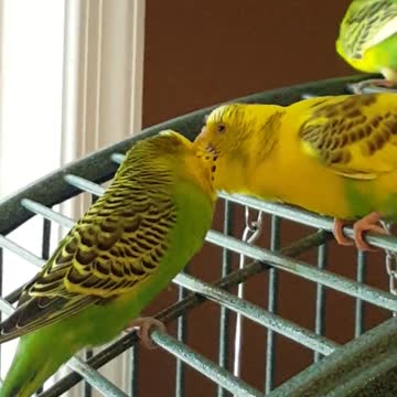 Estos pericos finalmente encuentran el verdadero amor