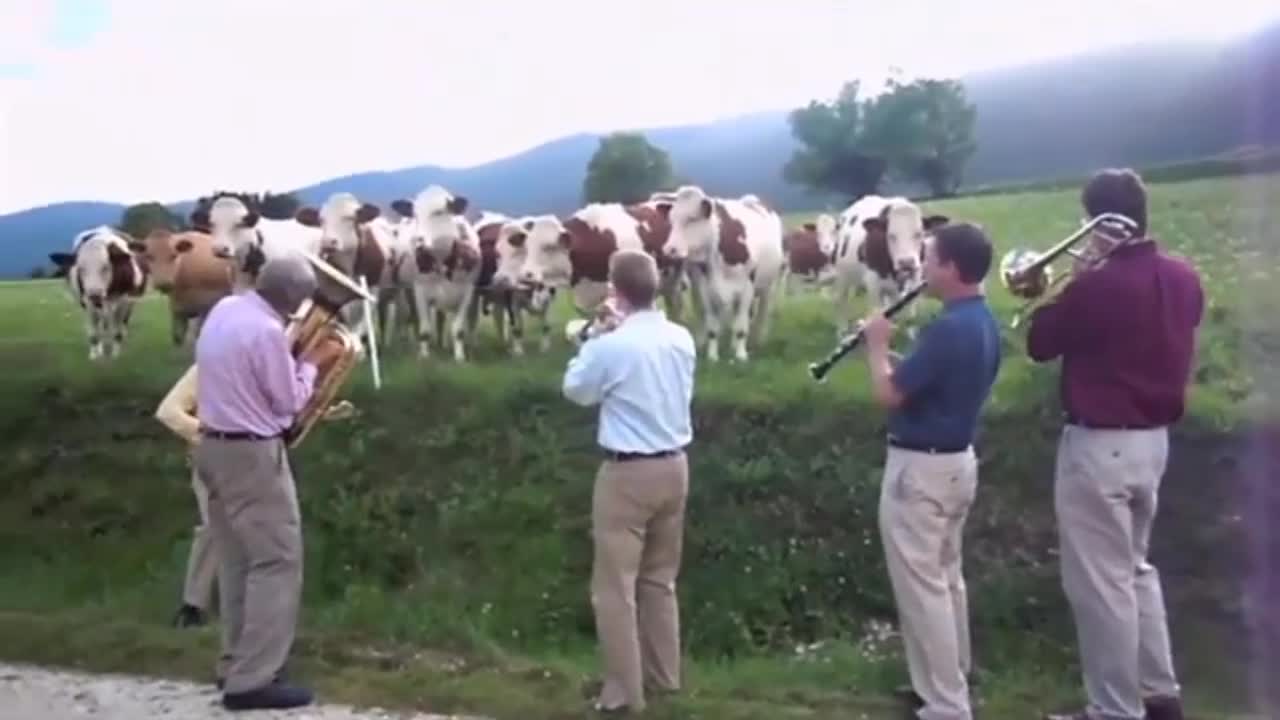 Power of Music in cows 🐄