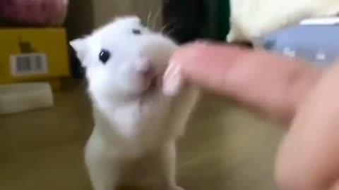 Dancing Hamster