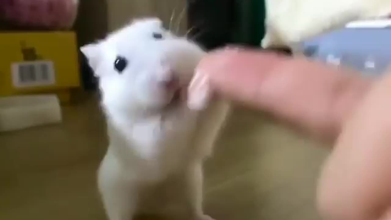 Dancing Hamster