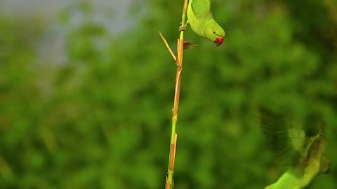 Wildlife with a natural perspective & Funs