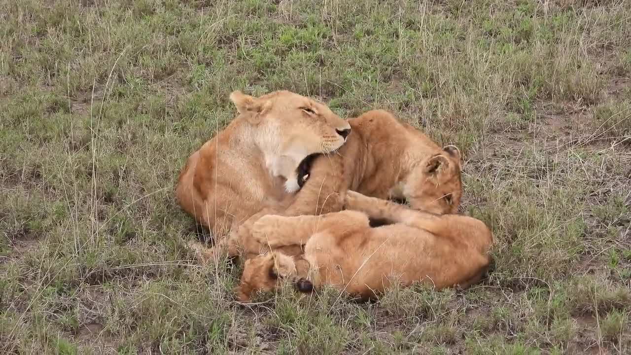 Most Funny and Cute Baby Tiger and Lion Videos