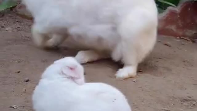 Weee..😂😂 #funny #short #ytshorts #animals #pets #dogs #dog #cats #cat #viral #funnyshorts 🤣🤣🤣 5
