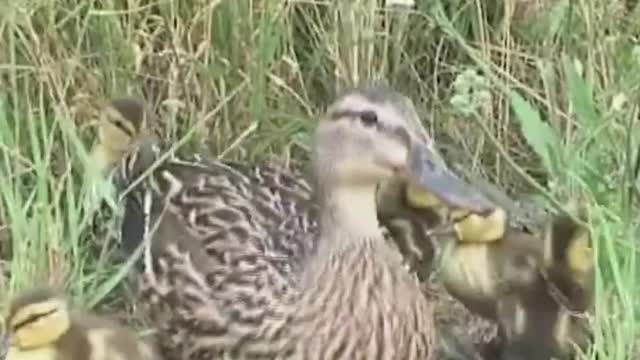 They are not indifferent sometimes, animals are better than humans.. look