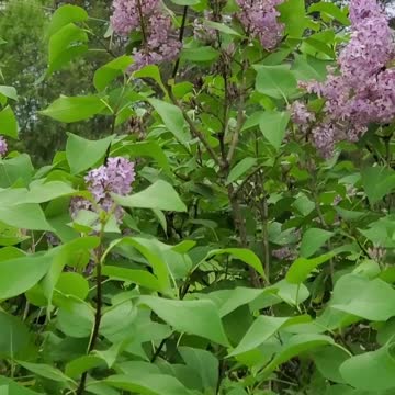 Beautiful tiger swallowtail butterflies on lilac bush